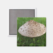 Grosses Pilz im Gras-Foto Magnet (Vorderseite/Rückseite)
