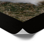 GROSSES PYRENEES BREED CHARAKTERISTICS POSTER (Ecke)