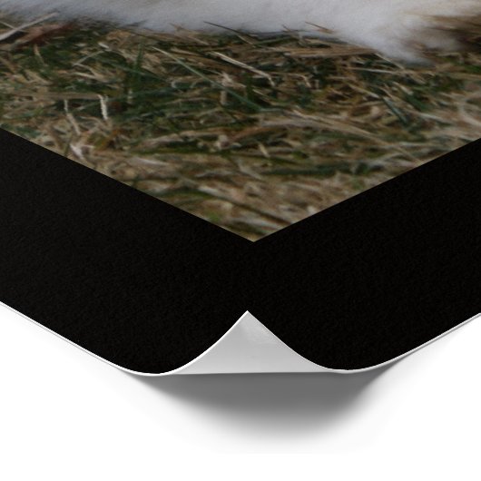 GROSSES PYRENEES BREED CHARAKTERISTICS POSTER (Ecke)