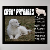 GROSSES PYRENEES BREED CHARAKTERISTICS POSTER (Vorne)
