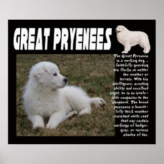 GROSSES PYRENEES BREED CHARAKTERISTICS POSTER