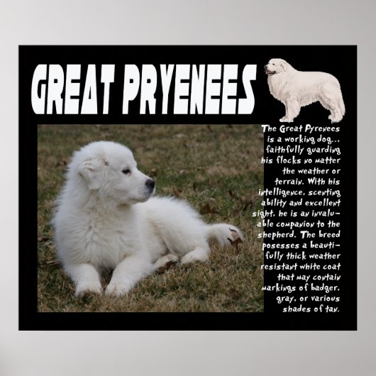 GROSSES PYRENEES BREED CHARAKTERISTICS POSTER (Vorne)