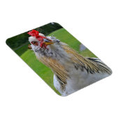 Großes Rooster-Magnet Magnet (Rechte Seite)