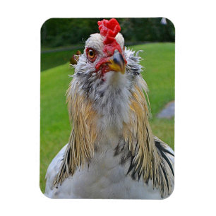 Großes Rooster-Magnet Magnet