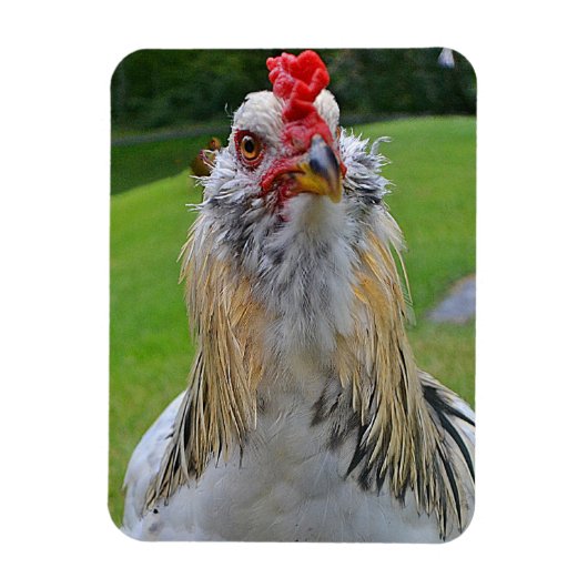 Großes Rooster-Magnet Magnet (Vertikal)