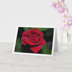 Großes rotes Rosenporträt Karte