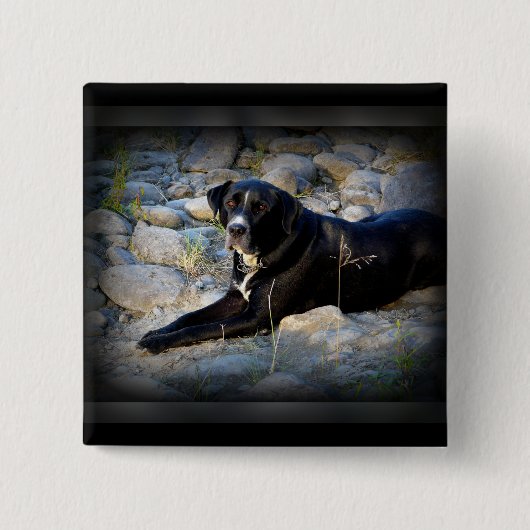 Großes schwarzes Pitbull Labrador-Kreuz Button (Vorderseite)
