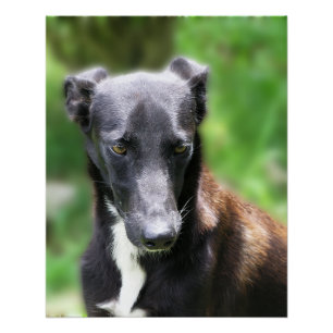 Großes schwarzes Whippet-Hund-Foto Poster