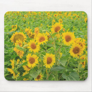 Großes Sonnenblumenfeld nahe Moses Lake, WA 2 Mousepad