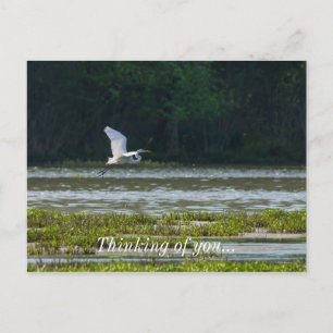 Großes weißes Egret fliegendes Denken Sie an Ihre  Postkarte