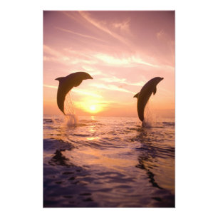 Großflossen-Delfine Tursiops truncatus Fotodruck