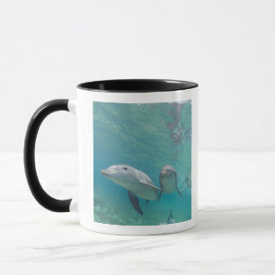 Großflossen-Delfine Tursiops truncatus Tasse
