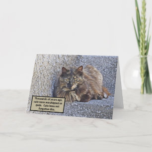 GROSSFLUFFKATZE, ÜBERBLICK/KATZQUOTE KARTE