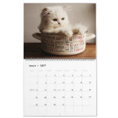 Großformat-Kätzchen-Kalender Kalender (Mär 2027)
