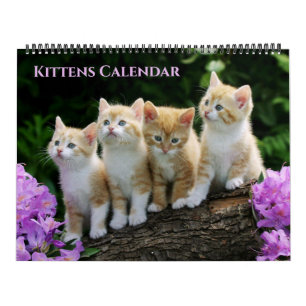 Großformat-Kätzchen-Kalender Kalender