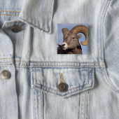 Großhornschaf, Bergschaf, Ovis canadensis, Button (Beispiel)