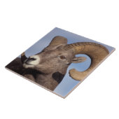 Großhornschaf, Bergschaf, Ovis canadensis, Fliese (Seite)