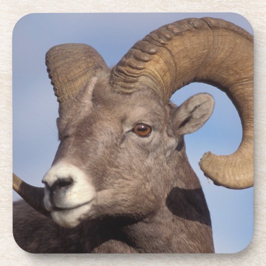 Großhornschaf, Bergschaf, Ovis canadensis, Getränkeuntersetzer (Vorderseite)