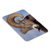 Großhornschaf, Bergschaf, Ovis canadensis, Magnet (Rechte Seite)