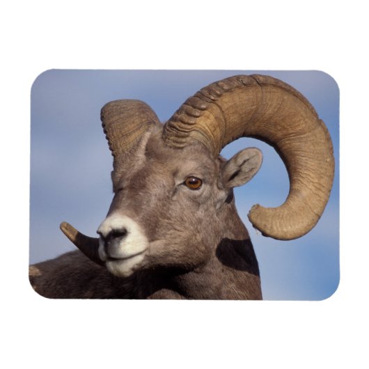 Großhornschaf, Bergschaf, Ovis canadensis, Magnet (Horizontal)