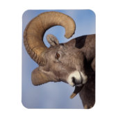 Großhornschaf, Bergschaf, Ovis canadensis, Magnet (Vertikal)