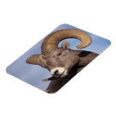 Großhornschaf, Bergschaf, Ovis canadensis, Magnet (Linke Seite)
