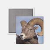 Großhornschaf, Bergschaf, Ovis canadensis, Magnet (Vorderseite/Rückseite)
