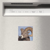 Großhornschaf, Bergschaf, Ovis canadensis, Magnet (In Situ (Geschirrspüler))