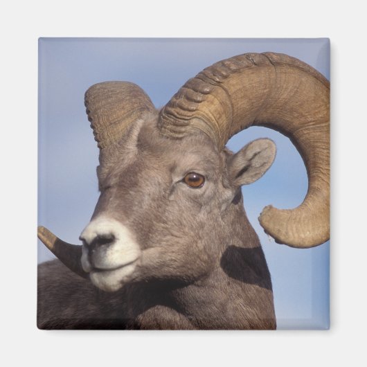 Großhornschaf, Bergschaf, Ovis canadensis, Magnet (Vorne)