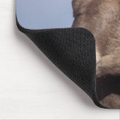 Großhornschaf, Bergschaf, Ovis canadensis, Mousepad (Ecke)