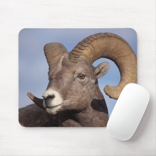 Großhornschaf, Bergschaf, Ovis canadensis, Mousepad (Mit Mouse)
