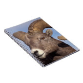 Großhornschaf, Bergschaf, Ovis canadensis, Notizblock (Rechte Seite)