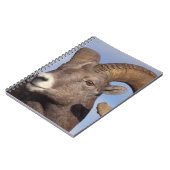 Großhornschaf, Bergschaf, Ovis canadensis, Notizblock (Linke Seite)