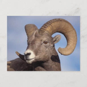 Großhornschaf, Bergschaf, Ovis canadensis, Postkarte