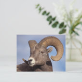 Großhornschaf, Bergschaf, Ovis canadensis, Postkarte (Stehend Vorderseite)