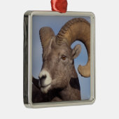 Großhornschaf, Bergschaf, Ovis canadensis, Silbernes Ornament (Rechts)
