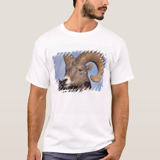 Großhornschaf, Bergschaf, Ovis canadensis, T-Shirt (Vorderseite)