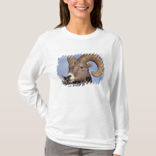 Großhornschaf, Bergschaf, Ovis canadensis, T-Shirt