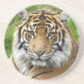 Großkatze Sumatra-Tiger-Foto Getränkeuntersetzer (Vorne)