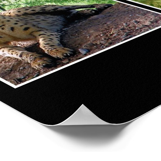 Großkatzen drucken poster (Ecke)