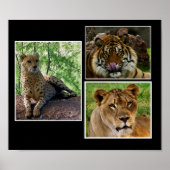 Großkatzen drucken poster (Vorne)