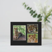 Großkatzen Postkarte (Stehend Vorderseite)
