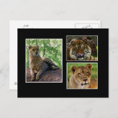 Großkatzen Postkarte (Vorne/Hinten)