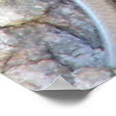 Großkopfrosa Poster (Ecke)