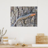 Großkopfrosa Poster (Küche)