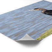 Großkormoran Poster (Ecke)