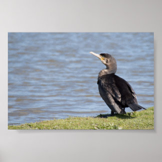 Großkormoran Poster