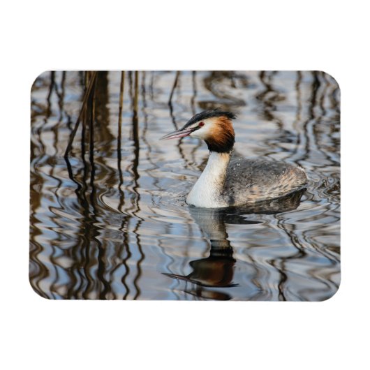 Großkreuzer Grebe Magnet (Horizontal)