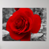 Großmutter-Rose Poster (Vorne)