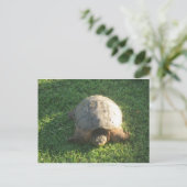 Großpa Turtle Postkarte (Stehend Vorderseite)